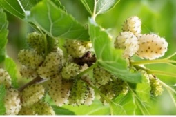 Cây thuốc bổ cực sẵn ở Việt Nam, bộ phận nào cũng dùng được nhưng ít người biết