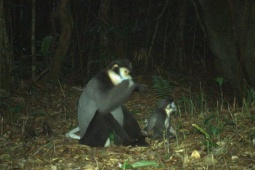 Hình ảnh ấn tượng về các loài động vật quý hiếm ở Hòn Bà của Khánh Hòa