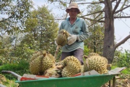 Giá sầu riêng ở ĐBSCL "chạm đáy"