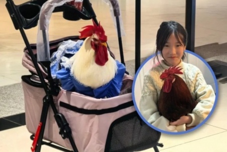 Nuôi gà làm thú cưng, cho đi xe đẩy như trẻ nhỏ