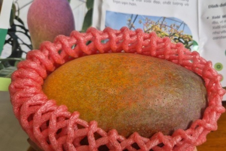 Trồng thành công giống xoài đắt đỏ nhất thế giới ngay tại TPHCM