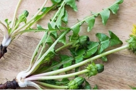 Việt Nam có cây thuốc đại bổ, tự mọc đầy vườn lại hay bị ngó lơ vì nhầm là cỏ dại