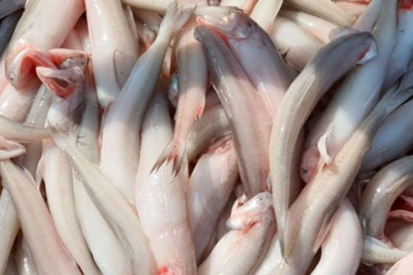 Loại cá trước bán rẻ nay thành đặc sản, người trung niên nên ăn giúp nhuận tràng, ổn định đường huyết