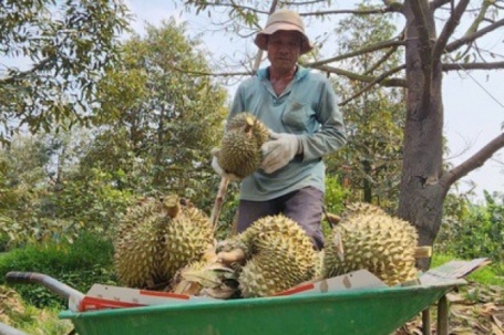 Giá sầu riêng ở ĐBSCL "chạm đáy"