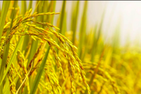 Nguồn gốc và ý nghĩa thành ngữ 'Lúa chín cúi đầu'