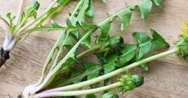 Việt Nam có cây thuốc đại bổ, tự mọc đầy vườn lại hay bị ngó lơ vì nhầm là cỏ dại