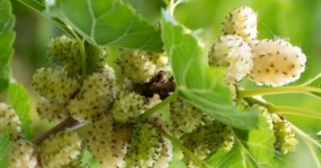 Cây thuốc bổ cực sẵn ở Việt Nam, bộ phận nào cũng dùng được nhưng ít người biết