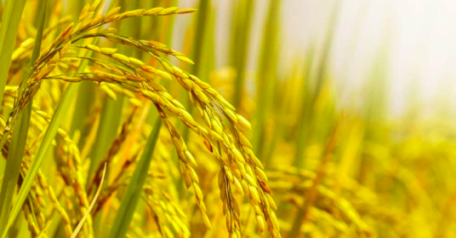 Nguồn gốc và ý nghĩa thành ngữ "Lúa chín cúi đầu"