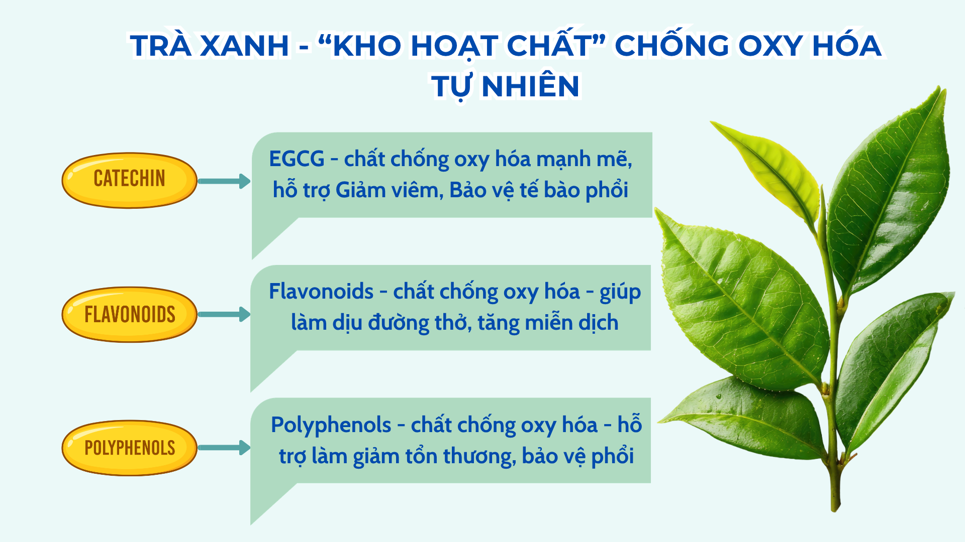Uống trà xanh có tốt cho phổi? Câu trả lời khiến nhiều người bất ngờ! - 2