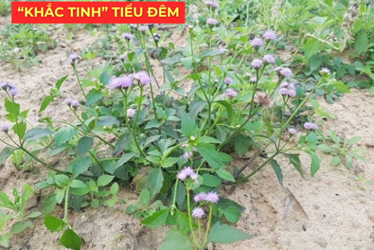 Ít ai biết: Loài hoa quen thuộc này lại là “khắc tinh” của phì đại tiền liệt tuyến, giúp giảm tiểu đêm rõ rệt
