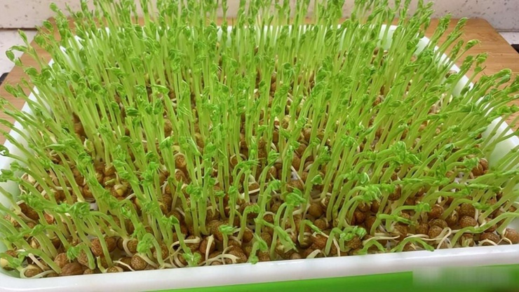 Loại rau nho nhỏ, tính mát như kem, giải nhiệt, dưỡng gan, cải thiện thị lực, xào nhanh thành món giòn ngọt, đưa cơm - 2