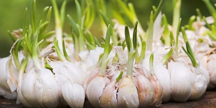 Tỏi là gia vị quen thuộc nhưng dễ nảy mầm nếu bảo quản không đúng cách