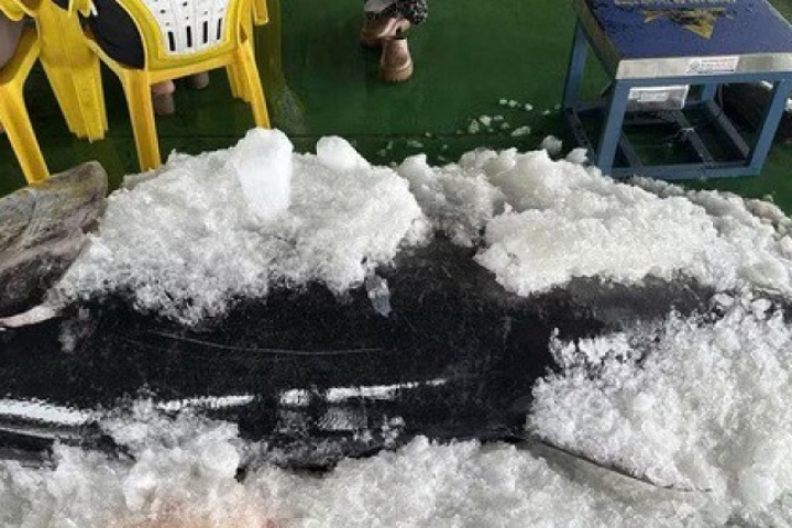 Ngư dân Gia Lai liên tiếp trúng đậm cá ngừ đại dương “khủng”