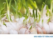 Tỏi mọc mầm - Lợi ích và lưu ý bạn nên biết