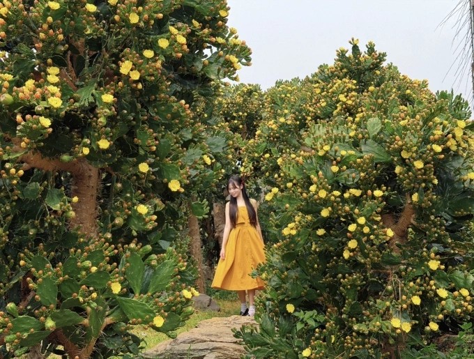 Vườn xương rồng cổ ở Mộc Châu. Ảnh: Quang Kiên