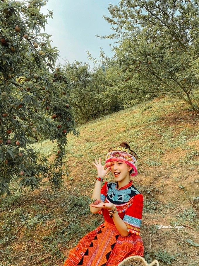 Du khách trải nghiệm hái mận trong vườn ở Mộc Châu. Ảnh: NVCC