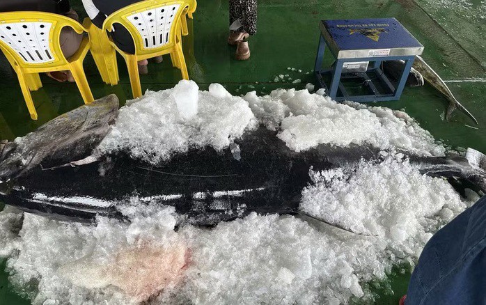 Con cá ngừ đại dương "khủng" nặng 310 kg cập cảng cá Tam Quan vào ngày 27-4, trên tàu cá của ông Nguyễn Kim Lợi.