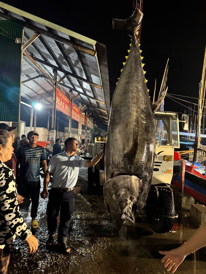 Con cá ngừ đại dương nặng 245 kg vừa được ngư dân Gia Lai đánh bắt
