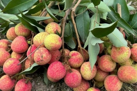 Giá vải chín sớm có nơi hơn 200.000 đồng một kg