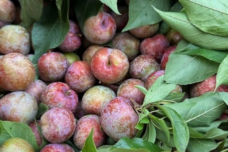 Tắm thác giải nhiệt, hái mận đầu mùa ở Mộc Châu dịp 30/4