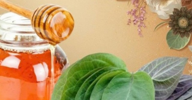 Lá mơ lông và mật ong: Công dụng bất ngờ khi dùng đúng cách