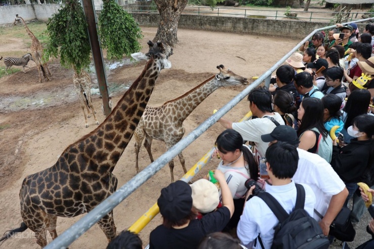 Đúng 10h, chương trình bắt đầu với phần giới thiệu "cô dâu" Thảo Em (phải), cá thể vừa tròn 3 tuổi, và "chú rể" Phi, hươu cao cổ đực có nguồn gốc ngoại.