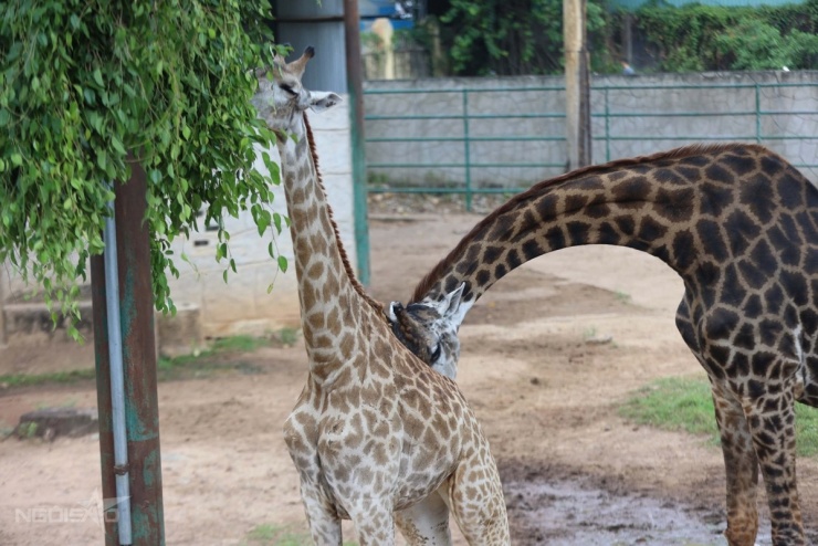 Hươu cao cổ là loài động vật trên cạn cao nhất hiện nay, có thể cao hơn 5 m. Lưỡi của chúng dài trên 50 cm, có màu tím đen và hồng, giúp linh hoạt trong việc tuốt lá và hạn chế tác động của ánh nắng khi kiếm ăn.