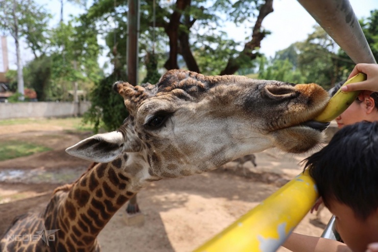 Tại Thảo Cầm Viên Sài Gòn, công tác chăm sóc và ghép đôi được thực hiện theo kế hoạch. Nhân viên thú y theo dõi sức khỏe, tập tính sinh sản để ước lượng thời điểm mang thai, từ đó chuẩn bị điều kiện nuôi dưỡng phù hợp.