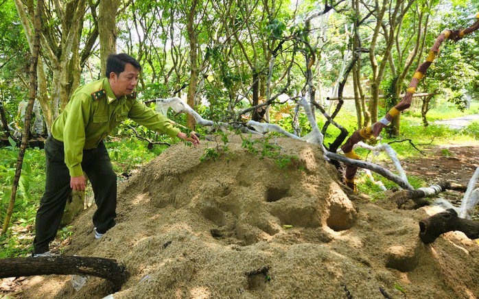 Số cây muội hồng còn sống được chăm sóc tại Vườn Quốc gia Bến En