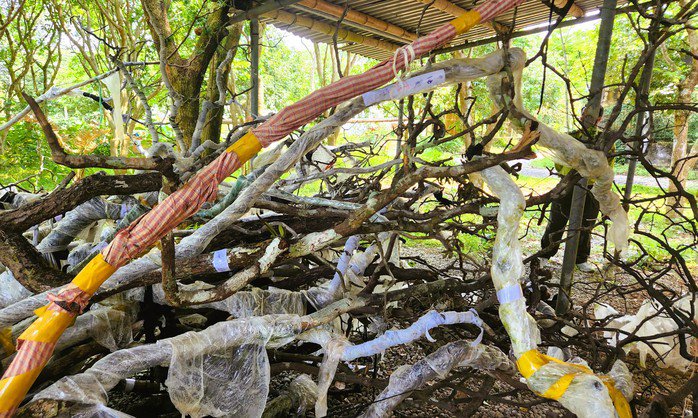 Số cây muội hồng sau khi thu giữ đã chết khô, không còn khả năng phục hồi