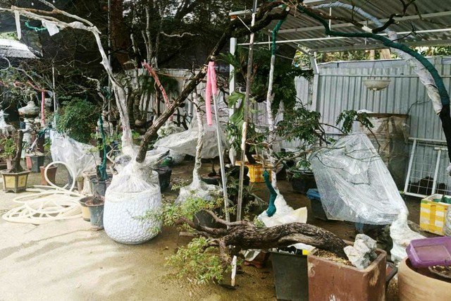 Cây muội hồng là tang vật vi phạm bị cơ quan công an tịch thu.