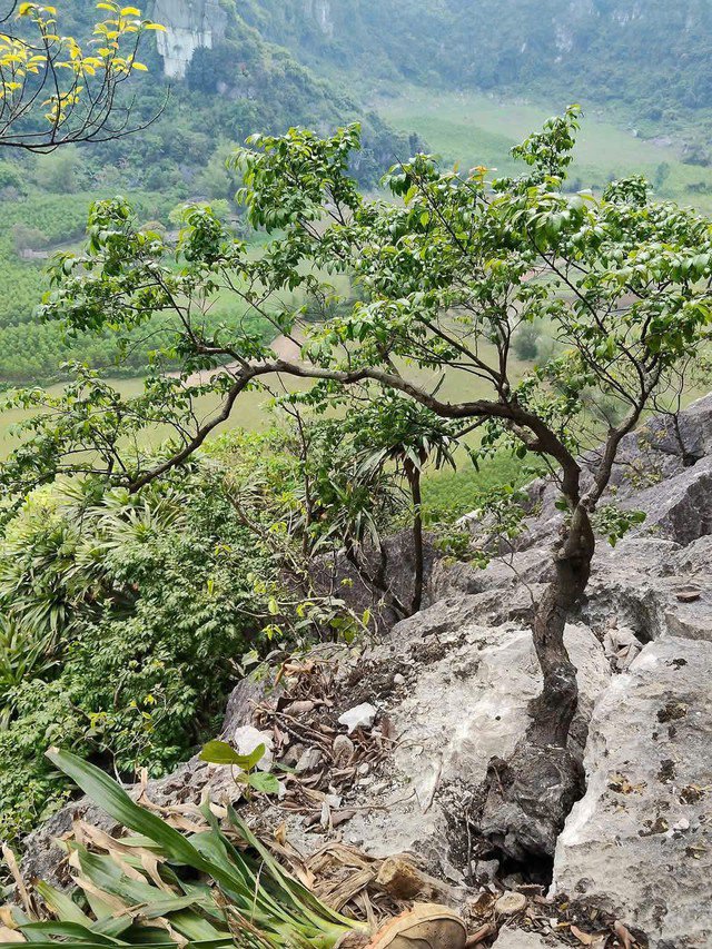 Cây muội hồng trong tự nhiên.