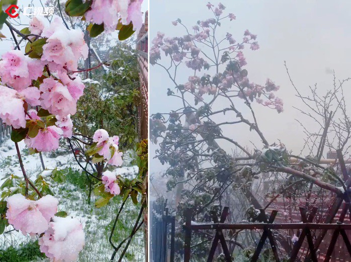 Tuyết phủ lên hoa đỗ quyên tại núi Nga Mi, tỉnh Tứ Xuyên. Ảnh: Tứ Xuyên trực tuyến