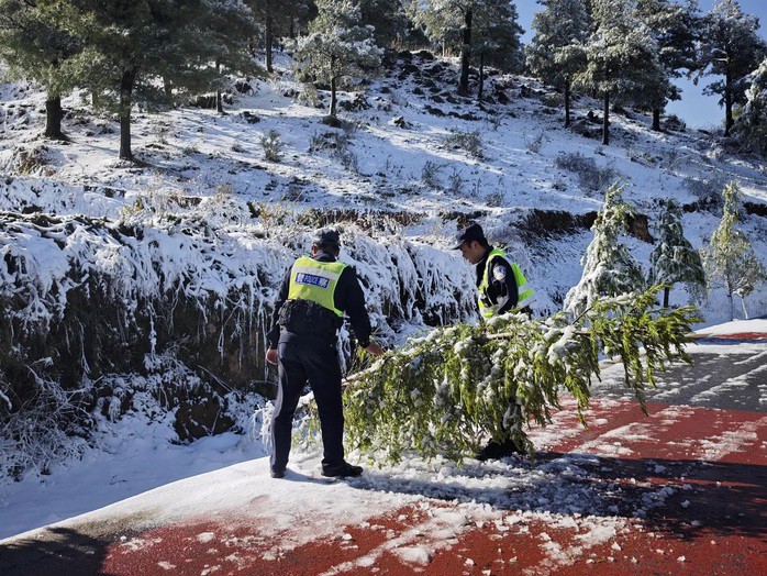 Do tuyết rơi quá dày (70cm) và kèm theo mưa lớn trước đó, một số cây cối ven đường bị gãy đổ, gây cản trở giao thông. Ảnh: Sohu