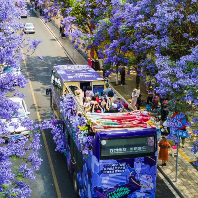 Con đường hoa phượng tím ở Côn Minh. Ảnh: Economic Daily