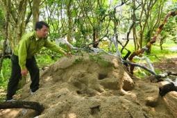 Lắp camera bảo vệ cây muội hồng tang vật