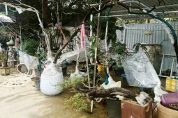 Cây muội hồng sau khi tịch thu có thể trồng lại về tự nhiên không?