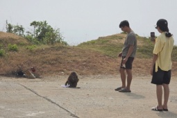 Khỉ tấn công du khách ở cung đường ven biển đẹp nhất Đắk Lắk, 5 người nhập viện