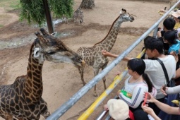 Đám cưới hươu cao cổ khuấy động Thảo Cầm Viên dịp 30/4