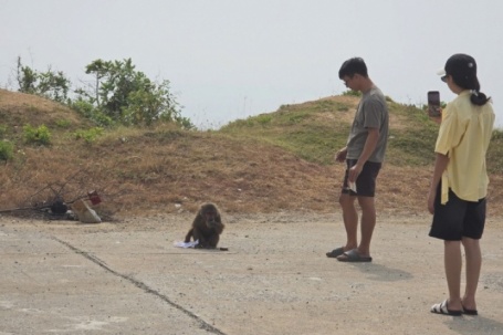 Khỉ tấn công du khách ở cung đường ven biển đẹp nhất Đắk Lắk, 5 người nhập viện