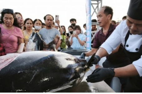 Mãn nhãn kỹ nghệ xẻ cá ngừ tại Tuy Hòa (Đắk Lắk), du khách xếp hàng chờ ăn tại chỗ