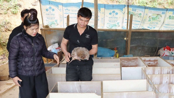 Hội Nông dân xã Mường Chanh hỗ trợ kỹ thuật, khuyến khích hội viên mở rộng mô hình nuôi dúi hiệu quả. Ảnh: Nguyễn Thư.
