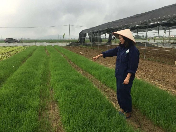 Chị Đặng Thị Tâm (xã Diễn Thành, huyện Diễn Châu (cũ) của tỉnh Nghệ An) đã trồng thử nghiệm lúa mạch và phát triển thành công sản phẩm mỳ lúa mạch từ năm 2021. Ảnh: D.V
