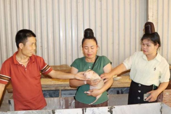 Xã Mường Chanh, tỉnh Sơn La, hễ nhà nuôi loài thú này bán làm con đặc sản là giàu lên trông thấy