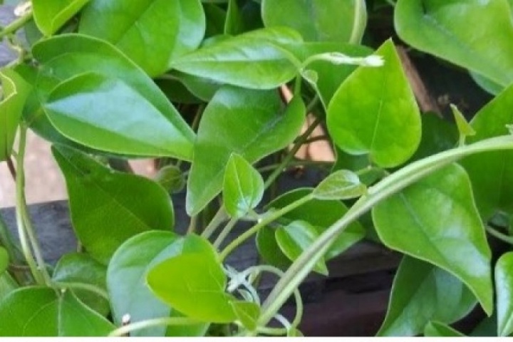 Việt Nam có “thần dược” giải độc, mát gan chẳng cần trồng vẫn mọc dại đầy vườn