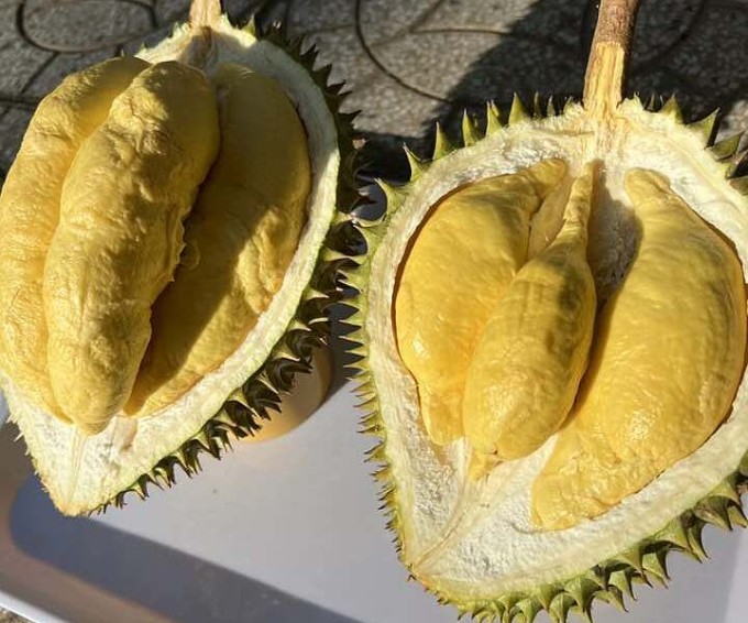 Sầu riêng Ri6 tại nhà vườn miền Tây. Ảnh: Mạnh Khương