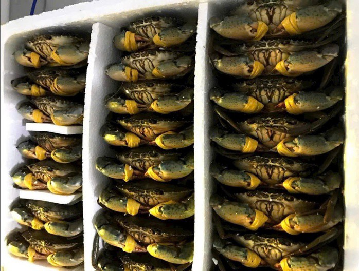 Cua biển Cà Mau tăng từ 30.000 – 120.000 đồng/kg vào dịp lễ 30-4 và 1-5