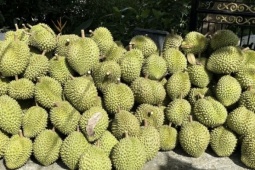 Giá sầu riêng Ri6 rơi tự do, nông dân đứng ngồi không yên