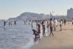 Sâu biển dày đặc, nhiều du khách đến Vũng Tàu ngao ngán