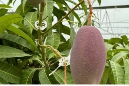 Trồng thành công giống xoài đắt đỏ nhất thế giới ngay tại TP.HCM